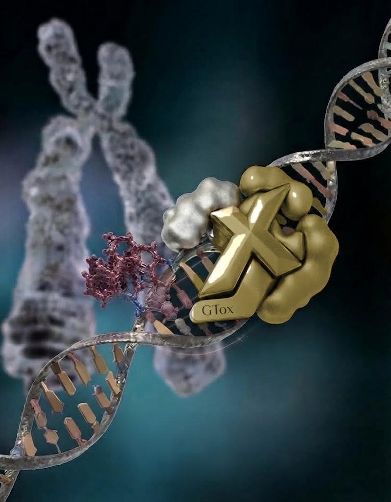 GTox gold X bound to a DNA double helix alongside repair proteins